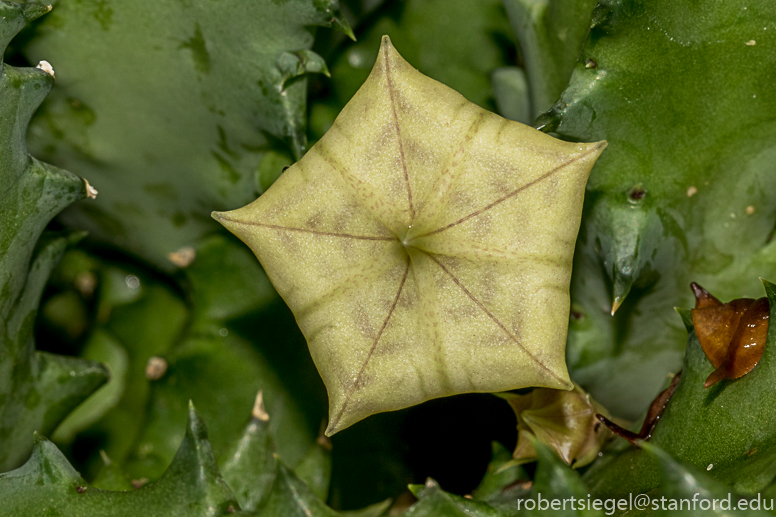 sf conservatory - life saver plant